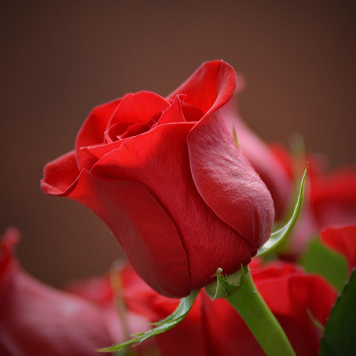 Elegant Rose Bouquet
